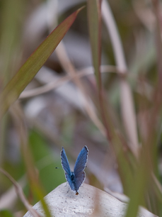 P3290228-LR2.jpg