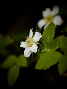 P3290373-LR3.jpg