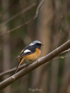 P3290482-LR3.jpg