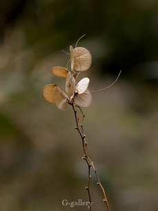 P4060119-LR3.jpg
