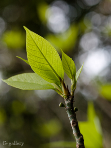 P4060124-LR3.jpg