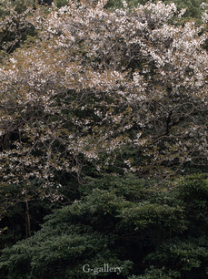 P4060127-LR3.jpg