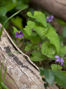 P4060143-LR3.jpg