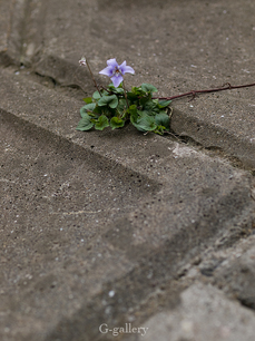 P4060194-LR.jpg
