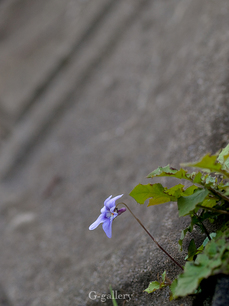 P4060196-LR3.jpg