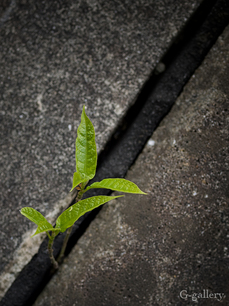 P4060208-LR3.jpg