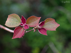 P4060216-LR3.jpg
