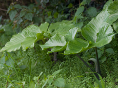 P4068190-LR3.jpg