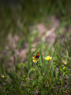 P4128234-LR3.jpg
