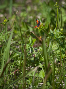 P4128241-LR3.jpg