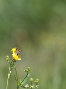 P4128248-LR3.jpg