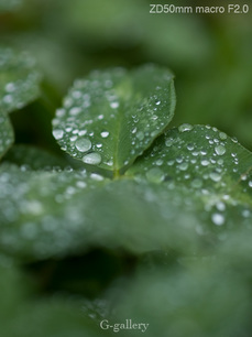 P4138285-LR5.jpg