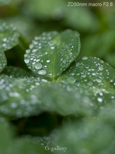 P4138288-LR6.jpg