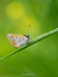 P4138330_os.jpg