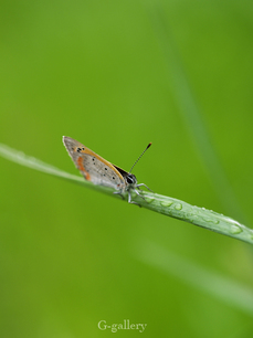 P4138380_os.jpg