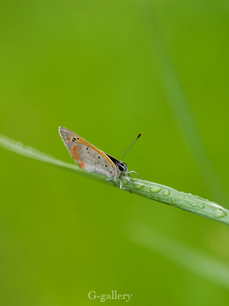 P4138382-LR3.jpg