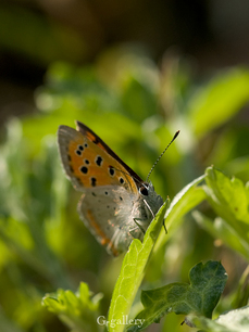 P4198680-LR3.jpg
