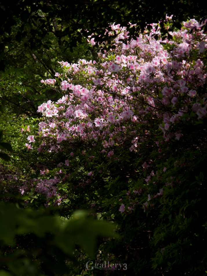 P4284012-11454.jpg