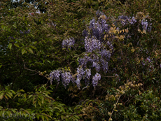 P4284107-11477m.jpg