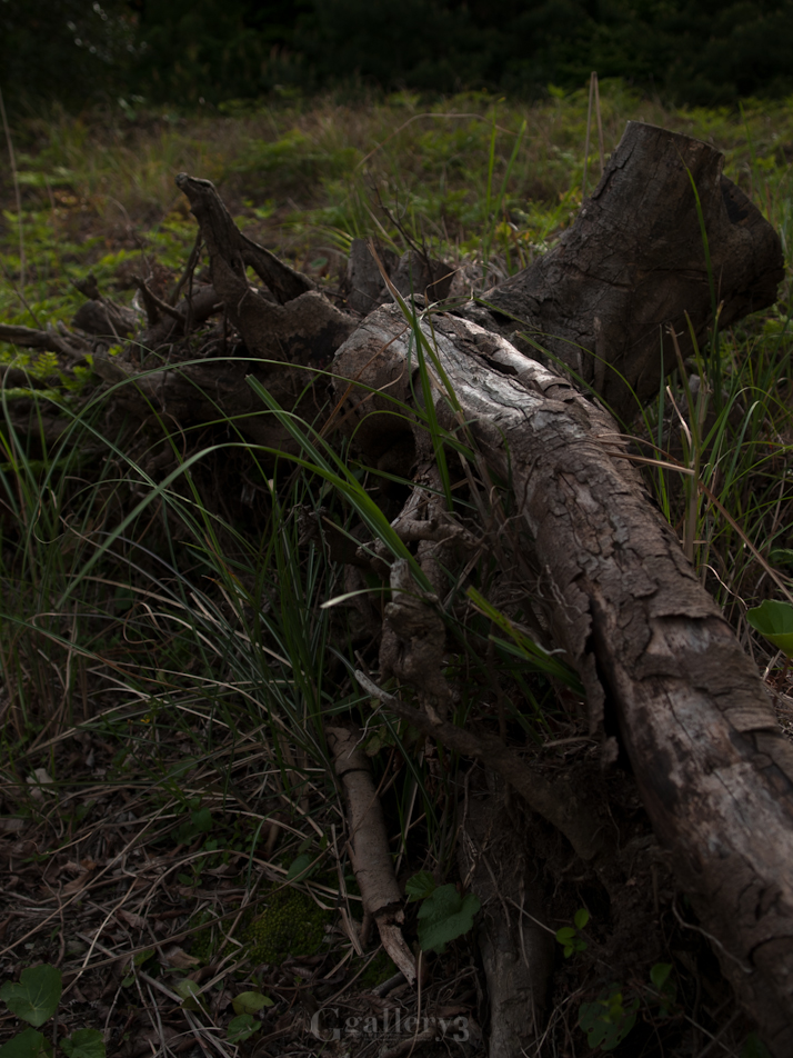 P4284120-11479.jpg