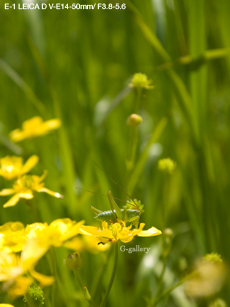 P4298772-E1m.jpg