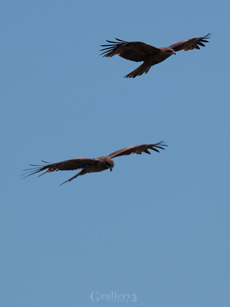 P5014363m.jpg