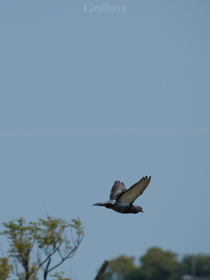 P5014375m.jpg