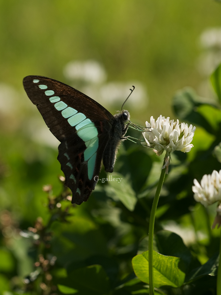 P5118998-L10.jpg