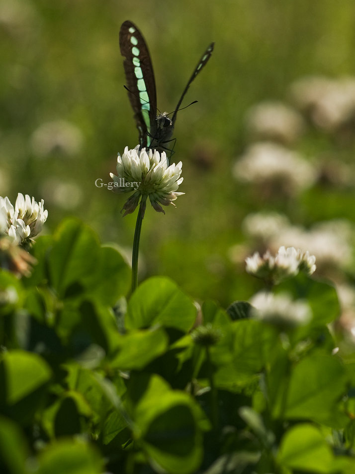 P5119034-L10.jpg