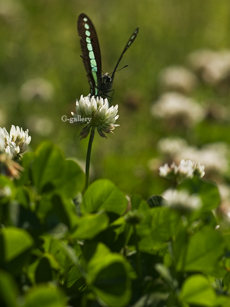 P5119034-L10m.jpg