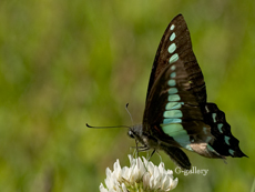P5119043-L10m.jpg