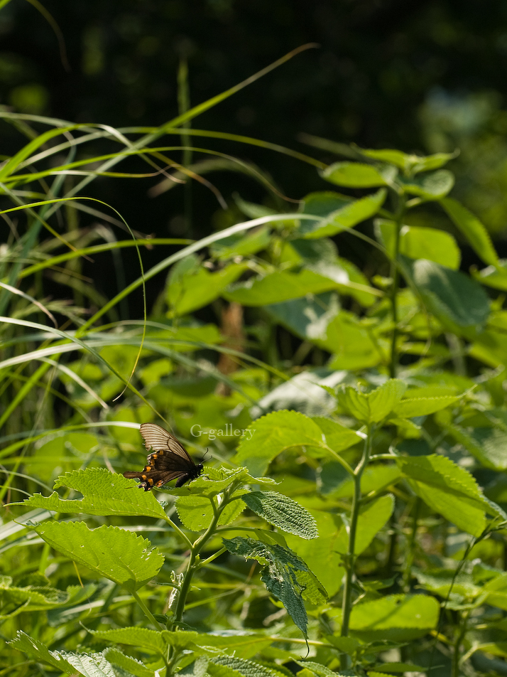 P5179052_E-1.jpg