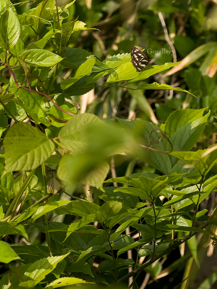 P5179134_E-1.jpg