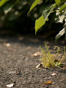 P5179136_E-1m.jpg