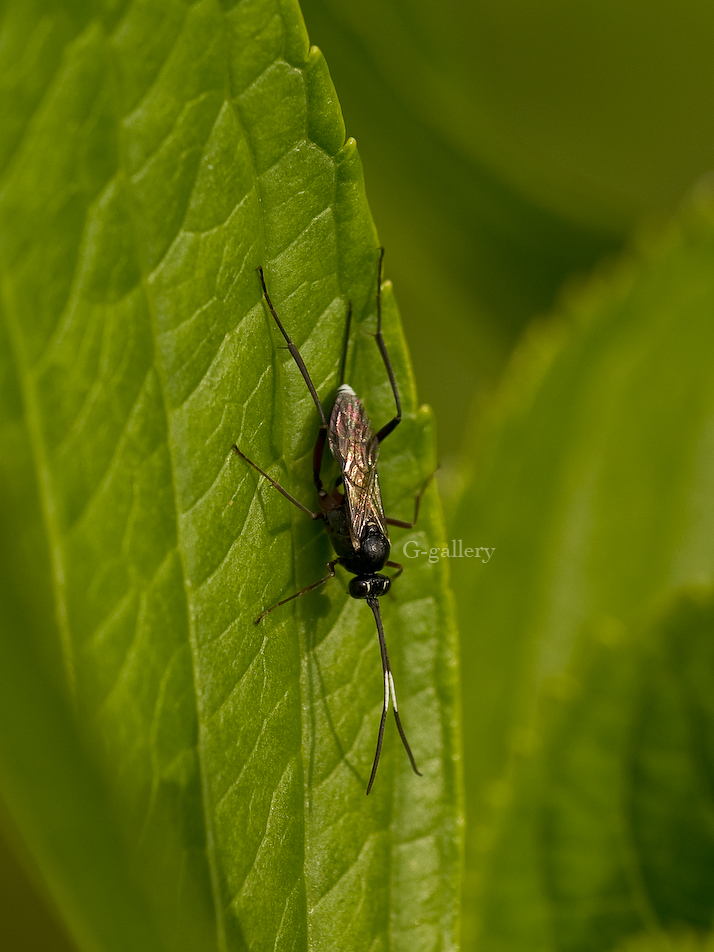 P5179160_E-1.jpg