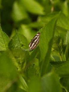 P5179172_E-1m.jpg