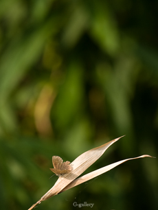P5179217_E-1m.jpg