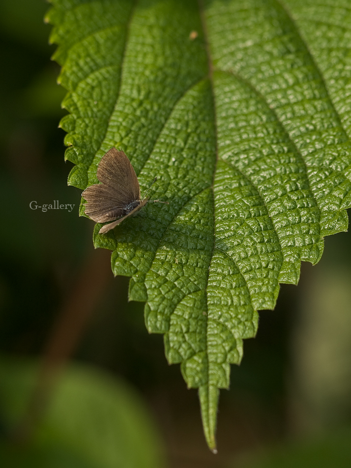 P5179226_E-1.jpg