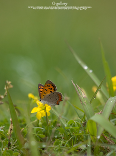 P5259288-L10m.jpg