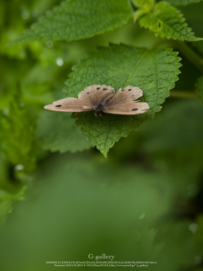 P5259301-E-1.jpg