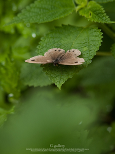P5259301-E-1m.jpg