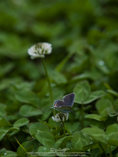 P5259310-L10m.jpg