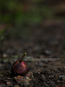 P5259325-E-1m.jpg
