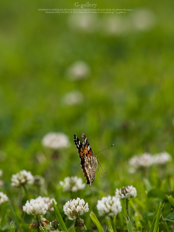 P5259399-E-1.jpg