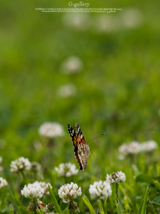 P5259399-E-1m.jpg