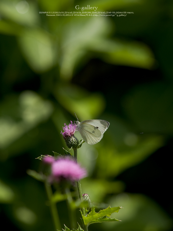 P5259526-E-1.jpg