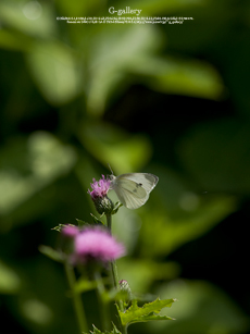 P5259526-E-1m.jpg