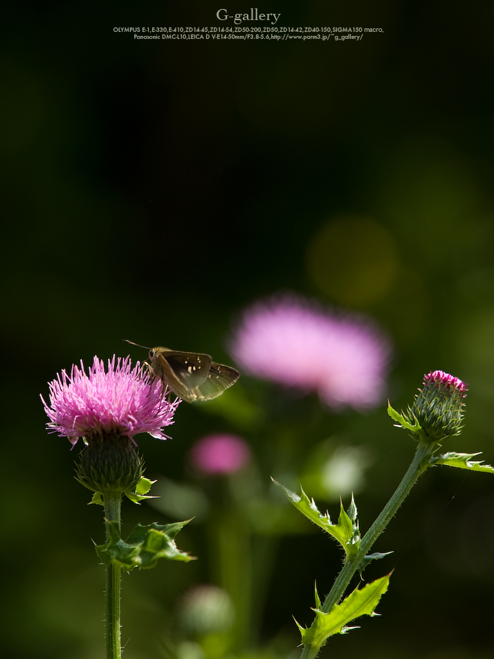 P5259544-E-1.jpg