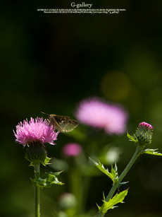 P5259544-E-1m.jpg