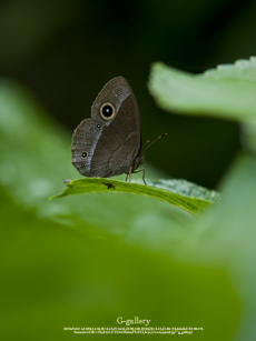 P5259558-E-1m.jpg